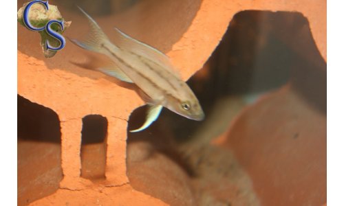 Neolamprologus longicaudatus kavalla